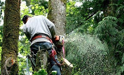 Tree trimming